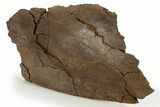 Fossil Hadrosaur (Edmontosaurus) Scapula Section - Wyoming #316891-3
